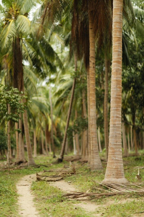 Palm grove