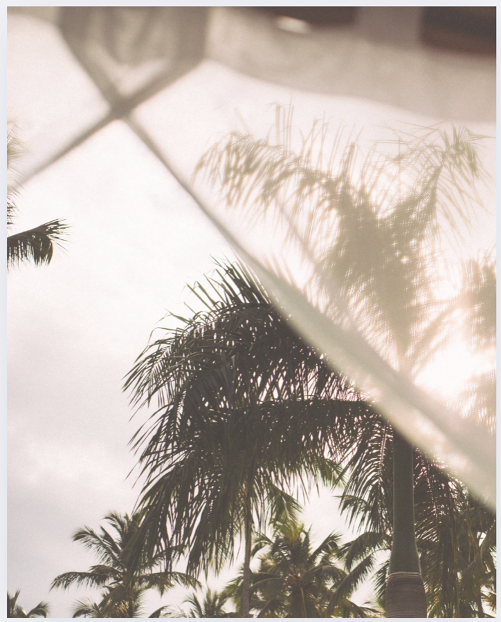 Tropical palms